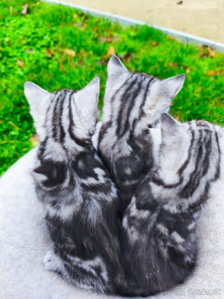 Mainska myvalia mačka bez PP - 2