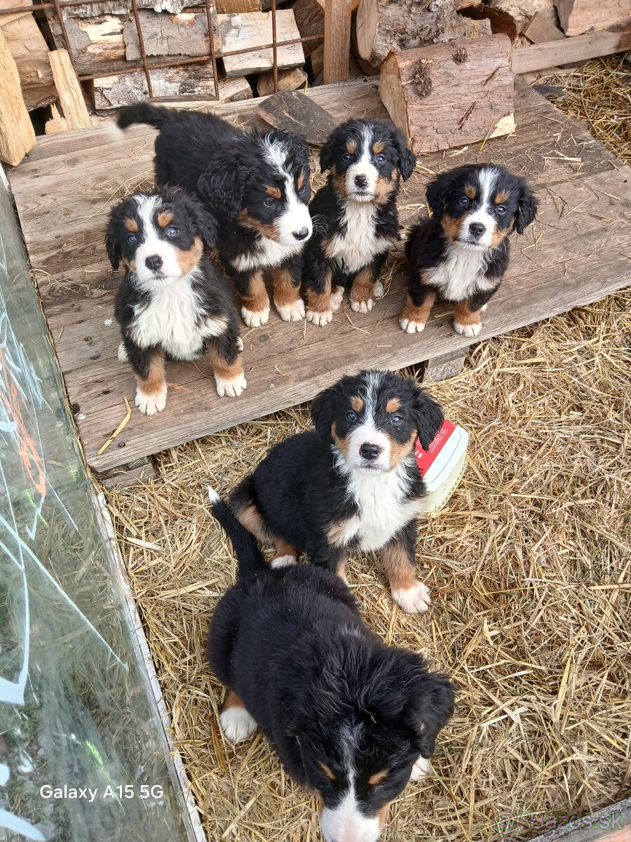 Bernský salašnícky pes - 2