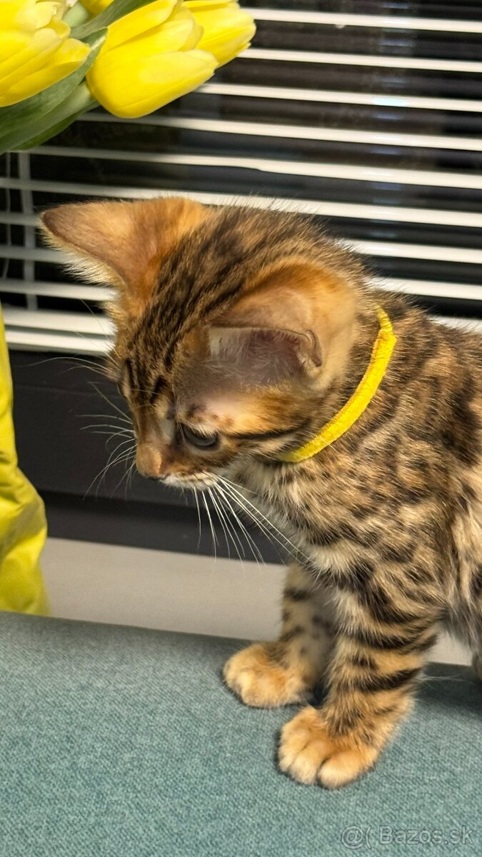 Bengalska mačka s rodokmeňom, Bengal Cat - 2