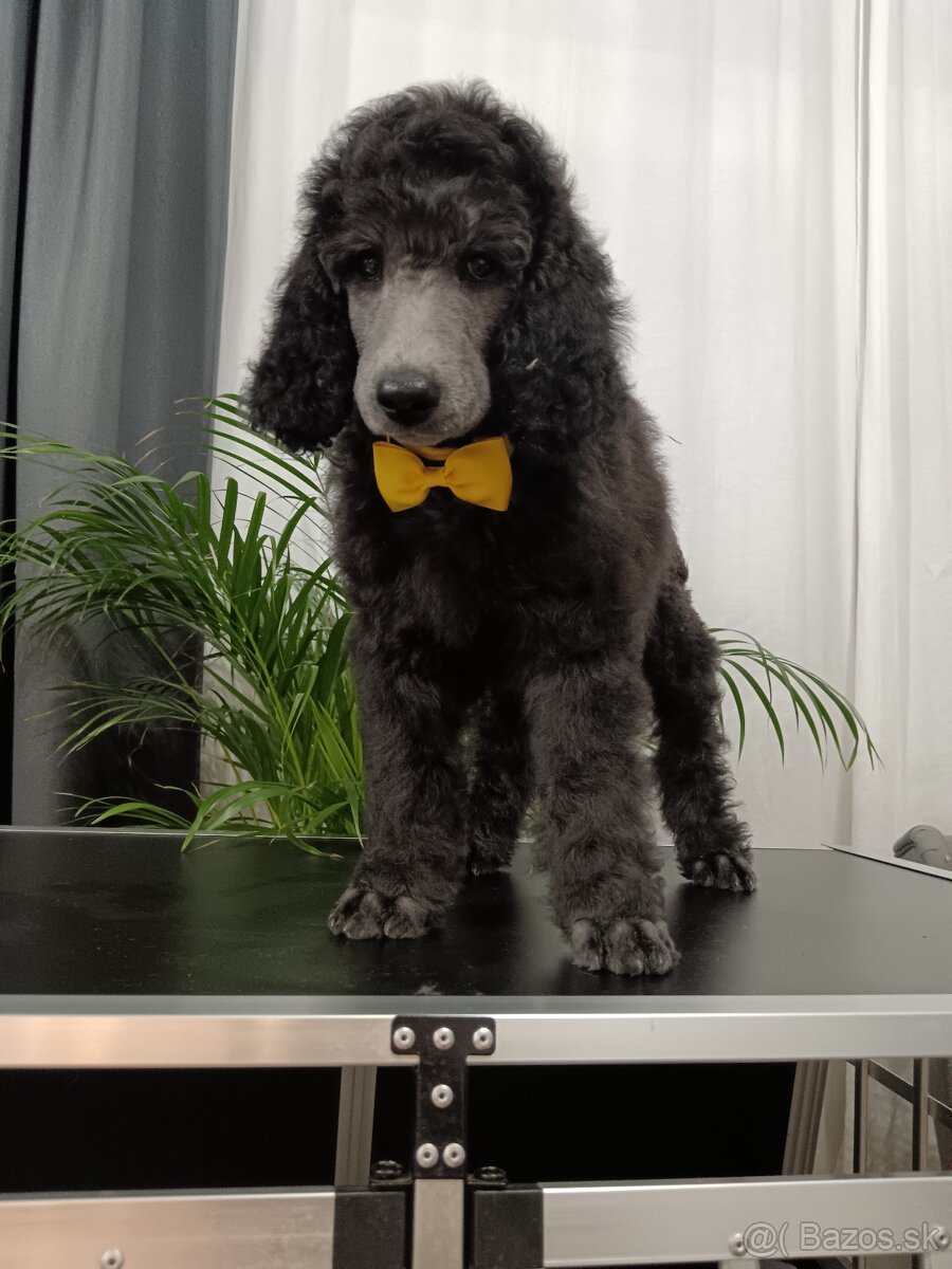 Pudel veľký (kráľovský) - 2