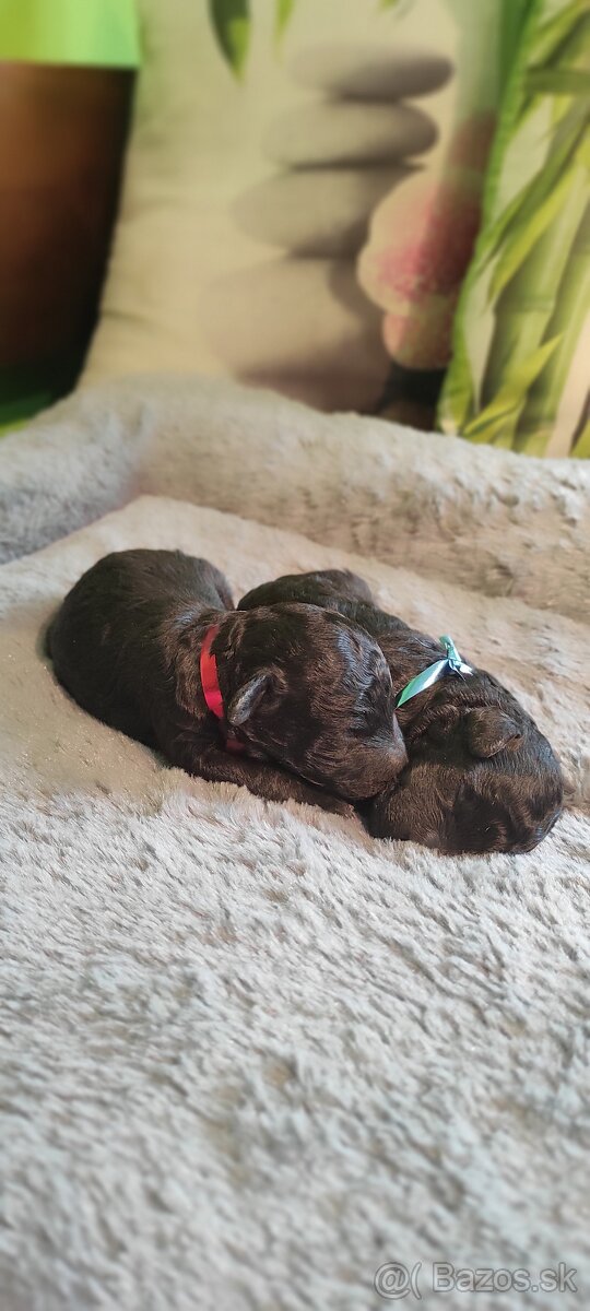 Pudlík trpaslíčí strieborný - 2