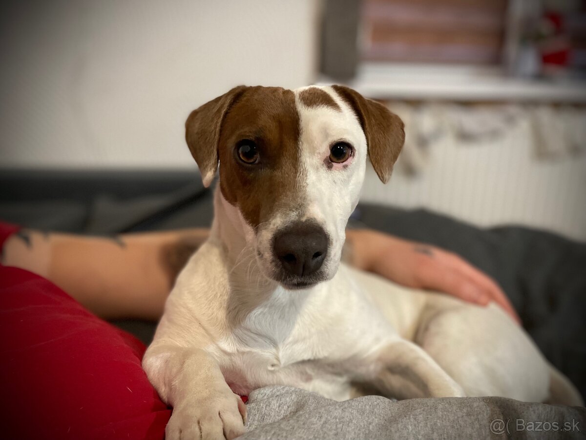 Jack Russell teriér krytie - 2