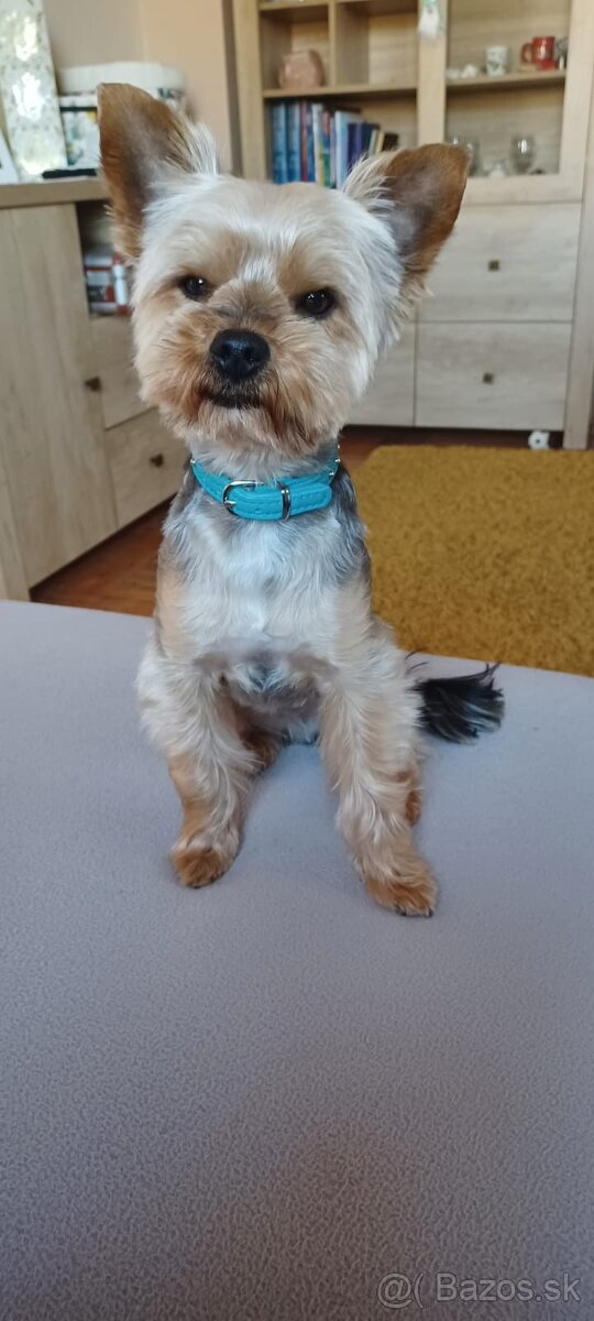 Yorkshire na krytie - 2