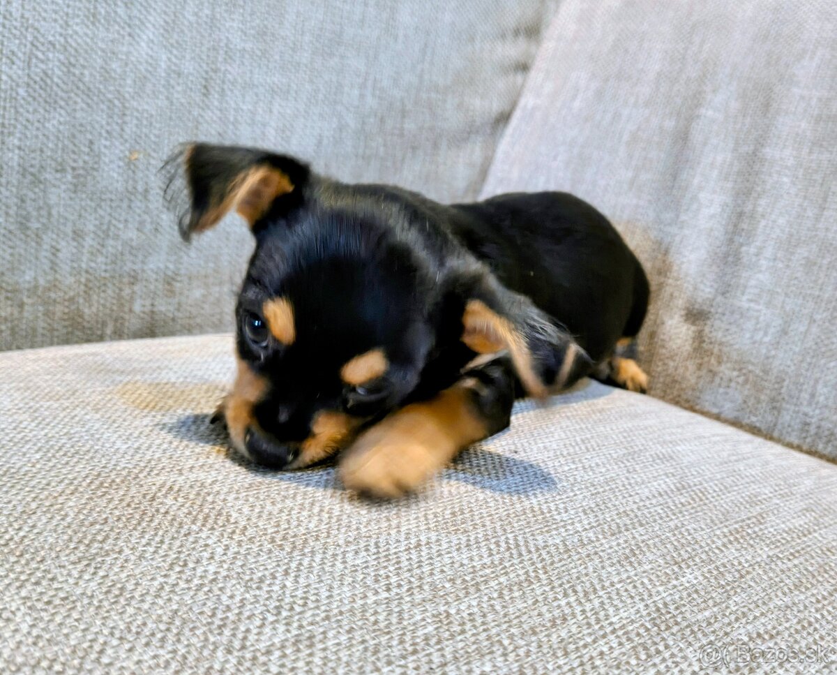 Yorkshire/civava mini krizenec - 2