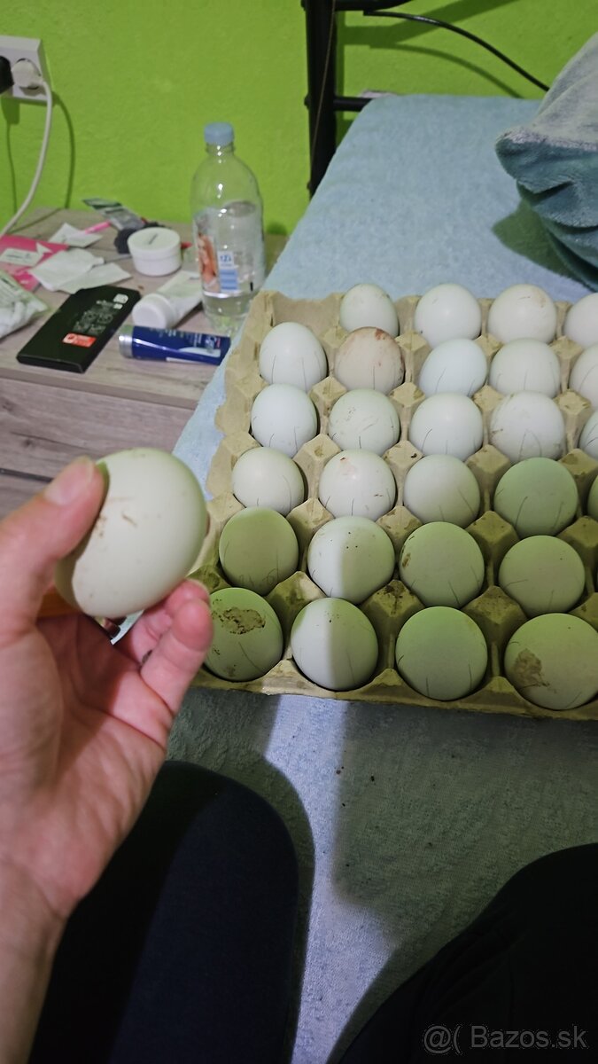 Predám nasadové vajíčka araucana - 2