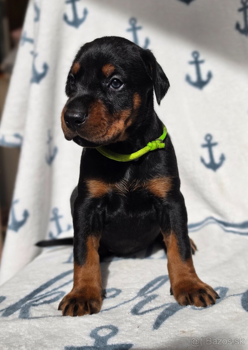 DOBERMAN - šteniatka s PP - 2