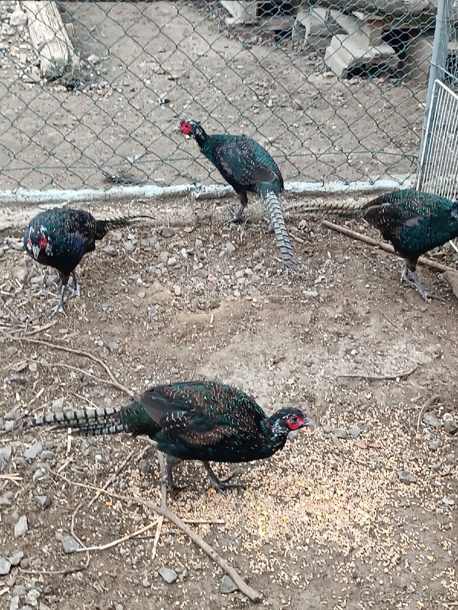 Bažant Tenebróz - 2