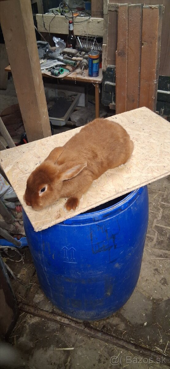 Saténový červený kralik - 2