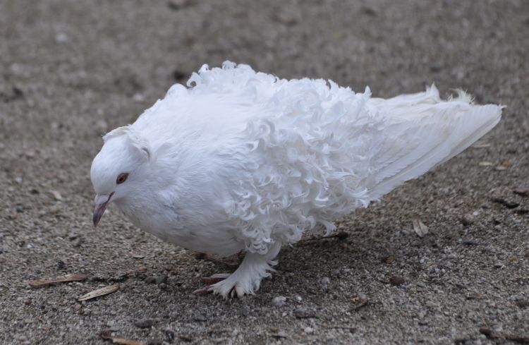 Páviky a brčkáne - 2