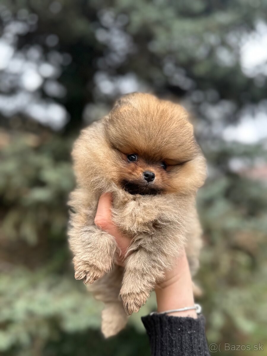 Boo šteniatka pomeraniana - 2