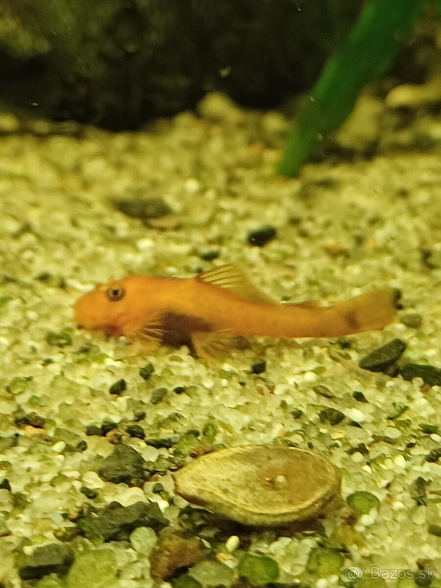 Prisavnik super red - 2