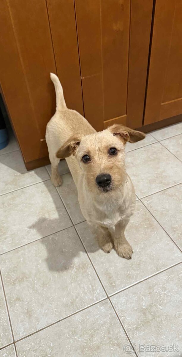 Darujem psíka - 2