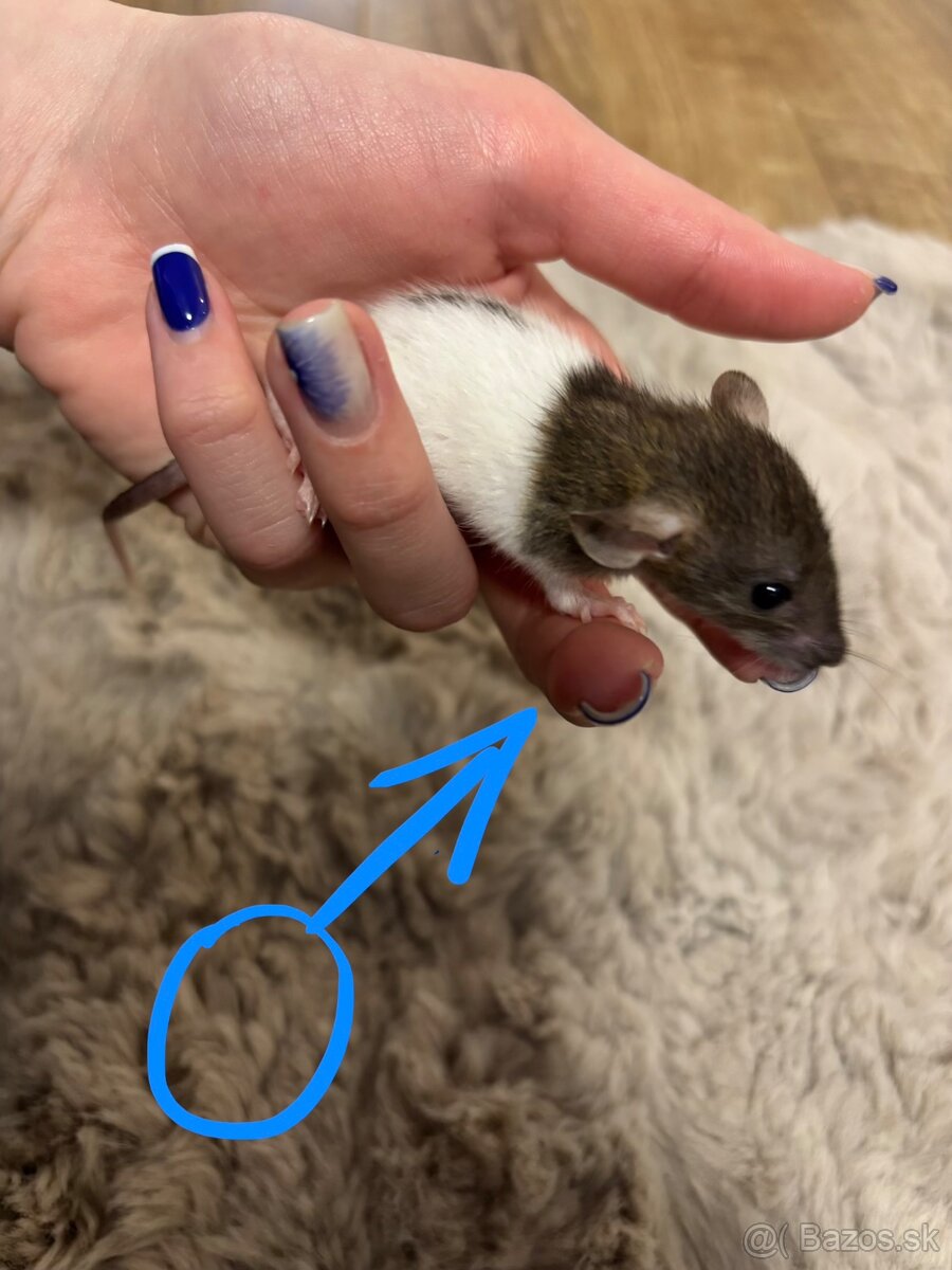 Darujem mláďatá potkanov do dobrých rúk - 2