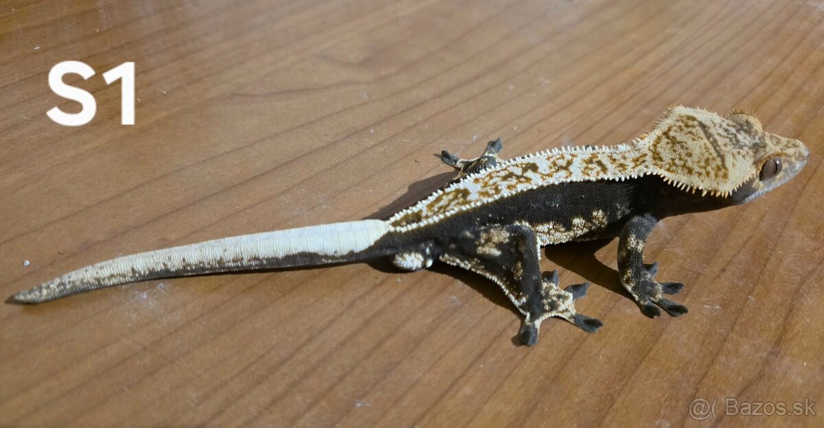 Pagekon Riasnatý - 2