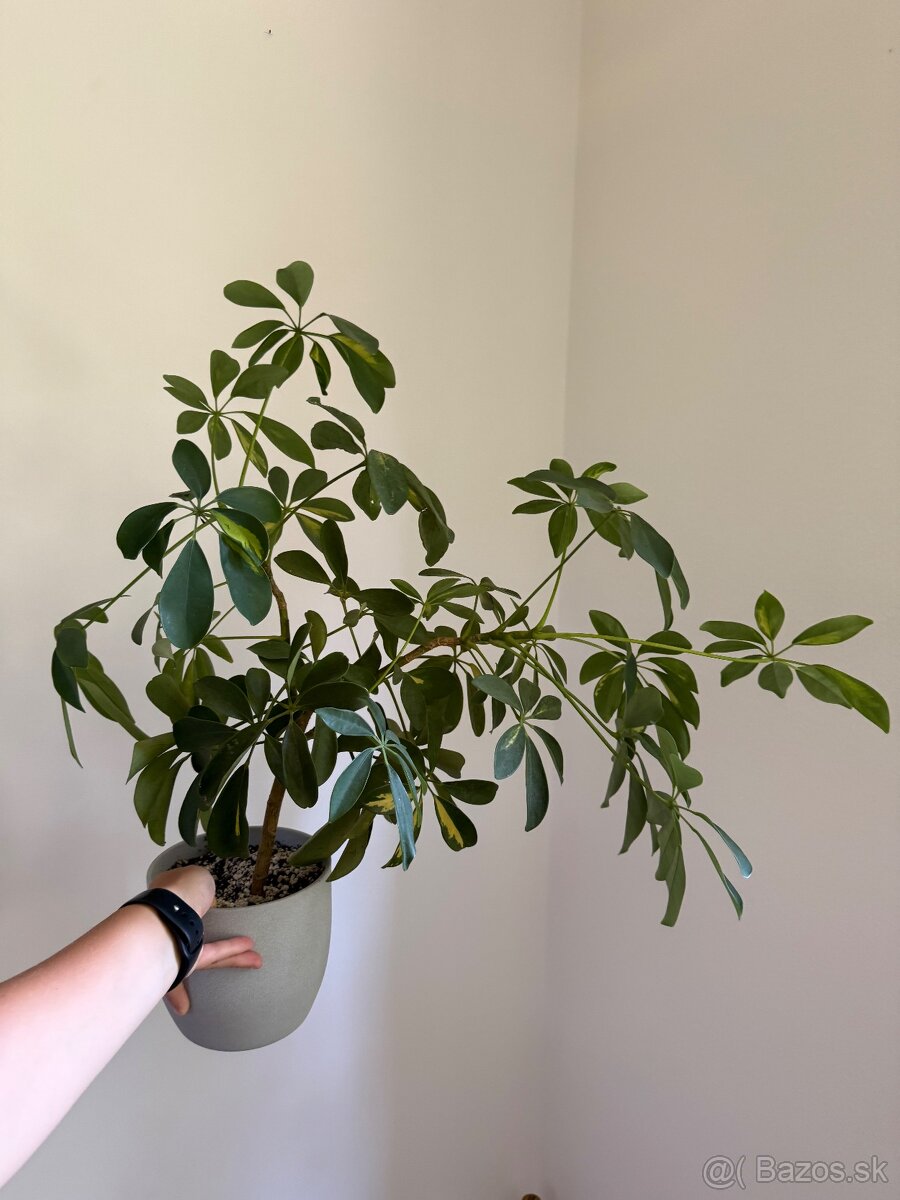 Schefflera Gold Capella - 2