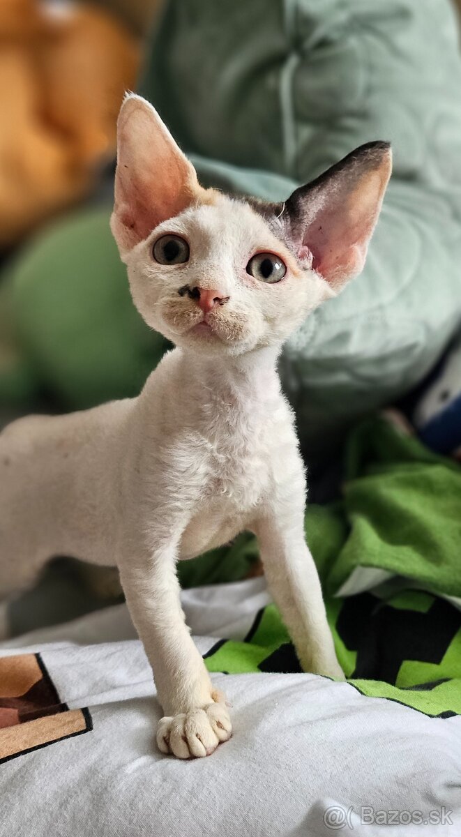 Devon rex kočičky s průkazem původu - 2