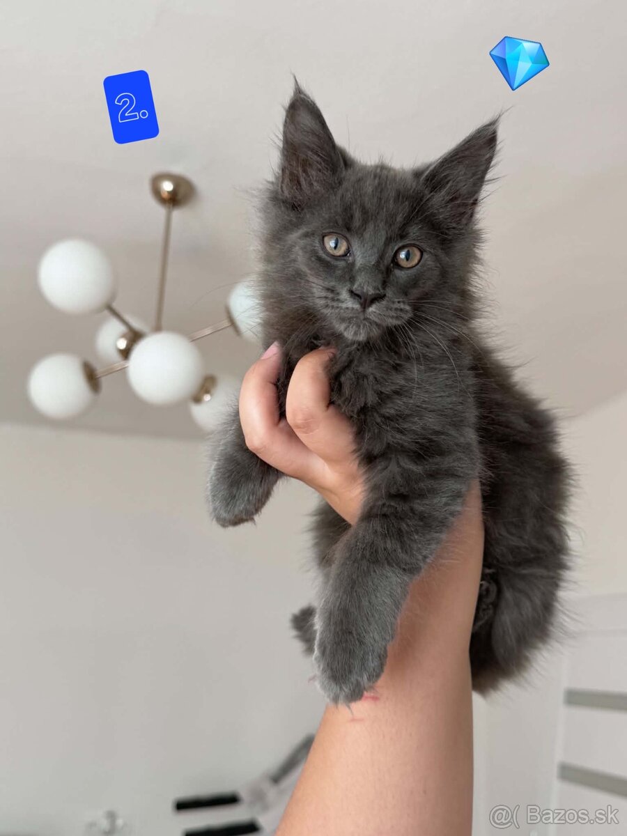 Maine coon - 2