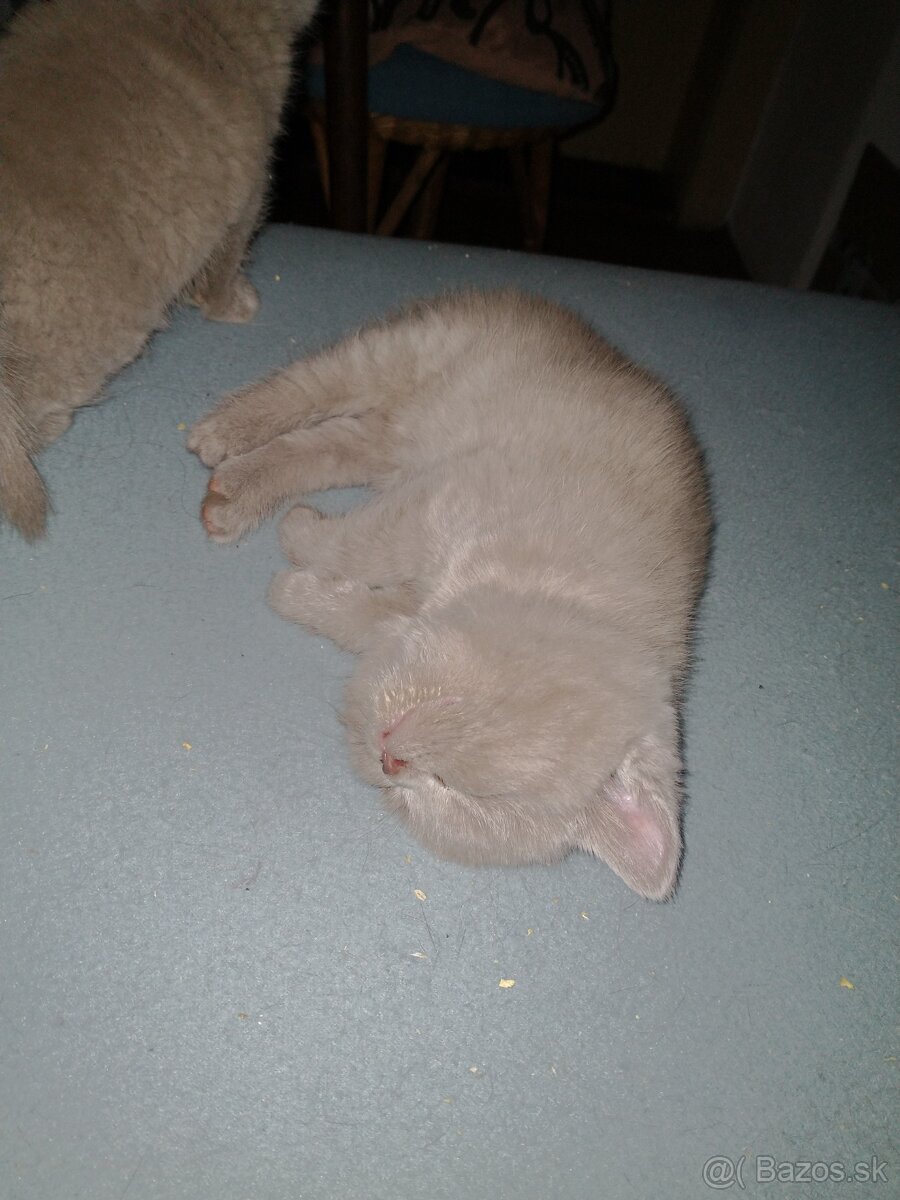 Britské mačiatka - 2