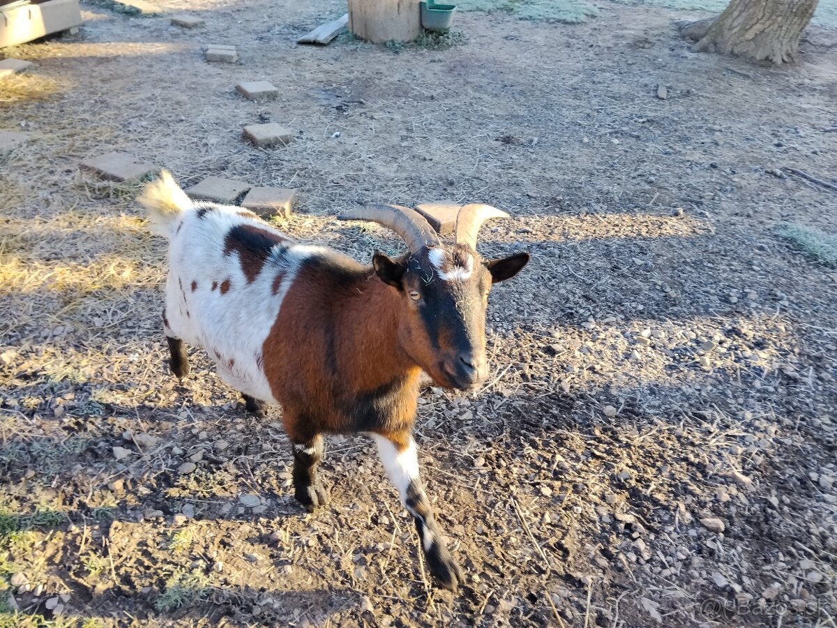 HOLANDSKE MINIKOZICKY - 2