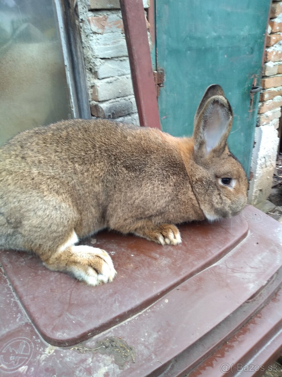 Predám viedenských kralikov - 2