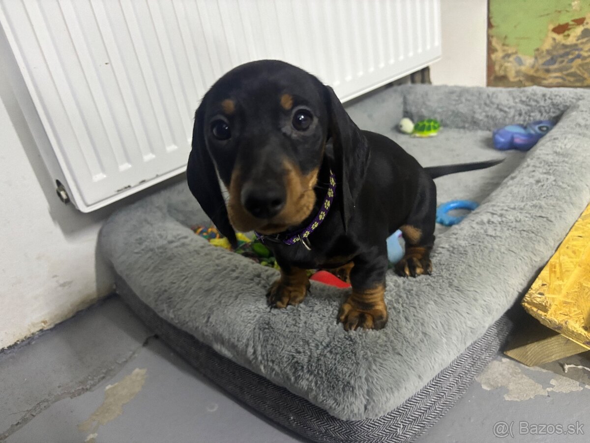 Jazvečík kratkosrstý - 2