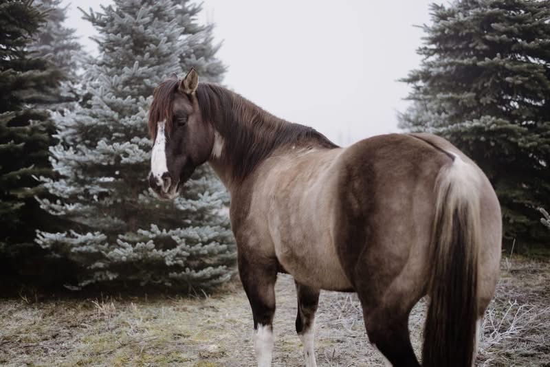 Apha žrebec pripuštanie - 2