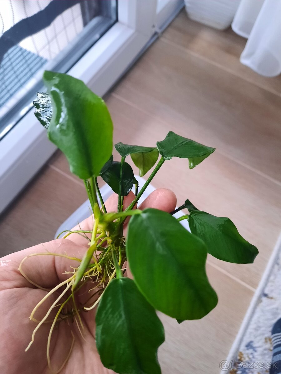 Anubias barteri, pinto, petit - 2