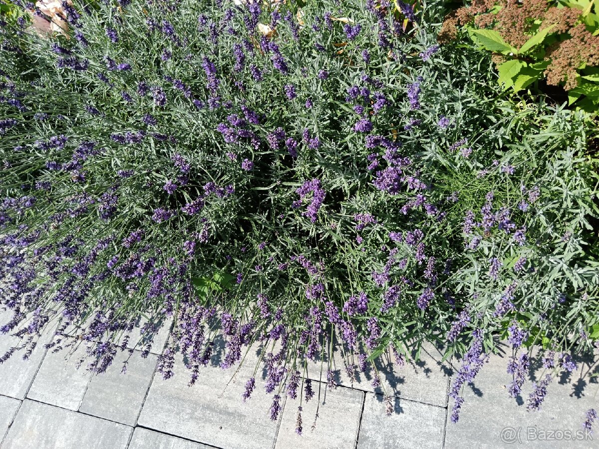 Levandula - 2