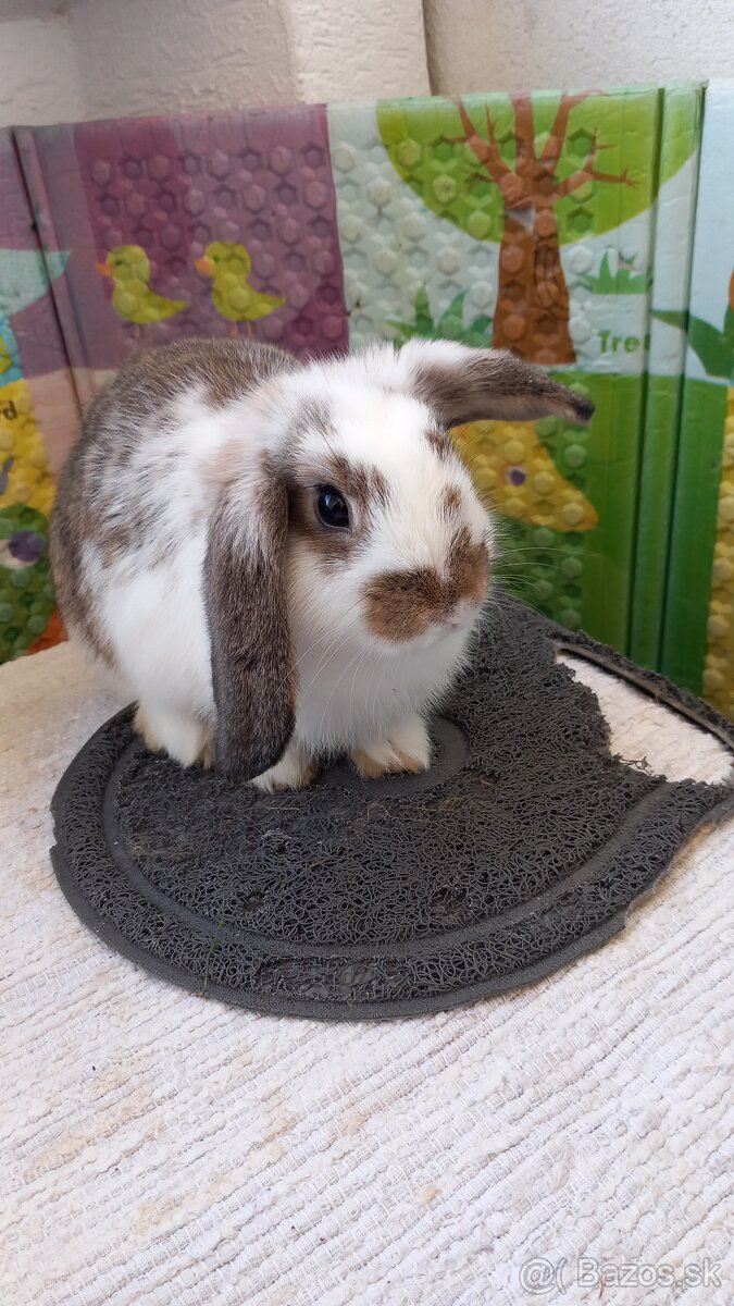 Zakrsly zajačik kralik - 2