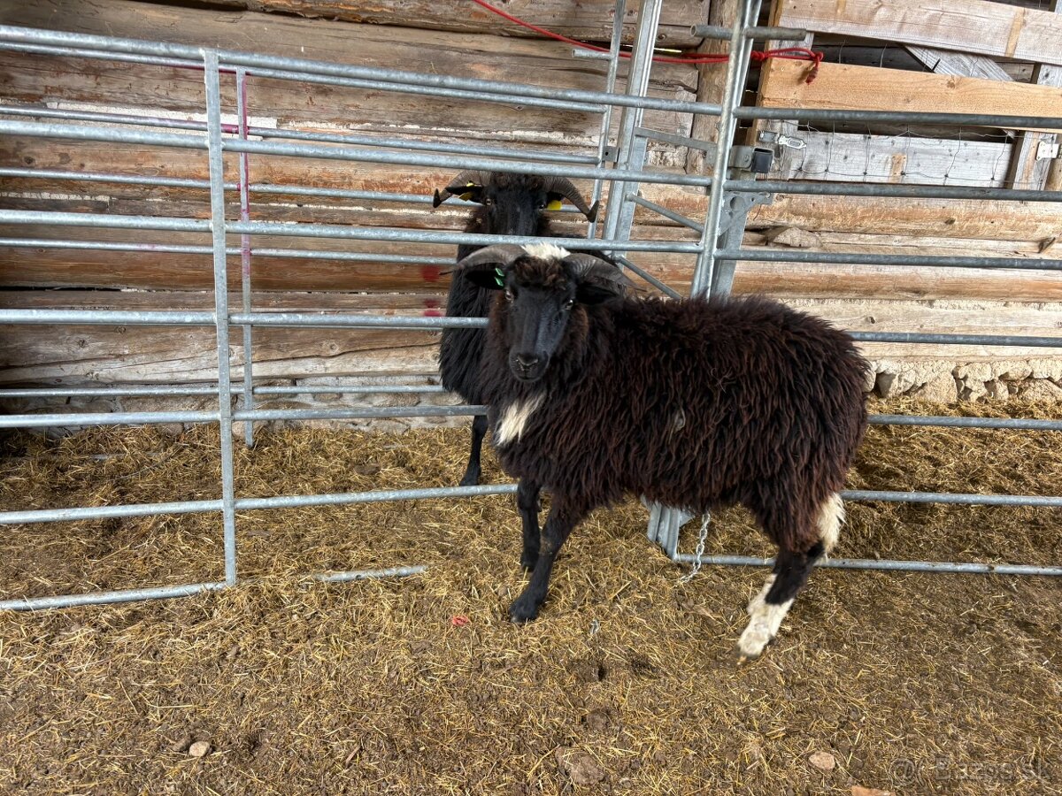 Barany pôvodná valaška - 2