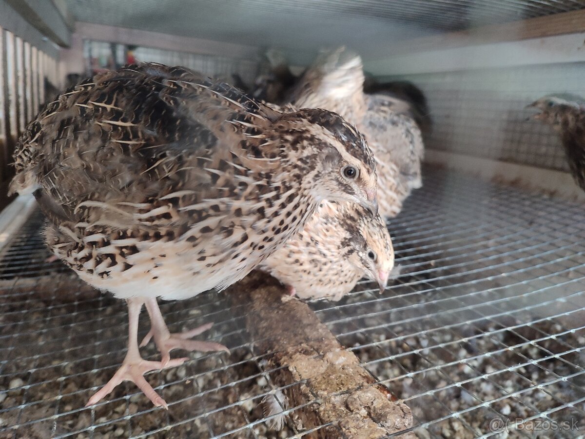 Japonské prepelice - 2