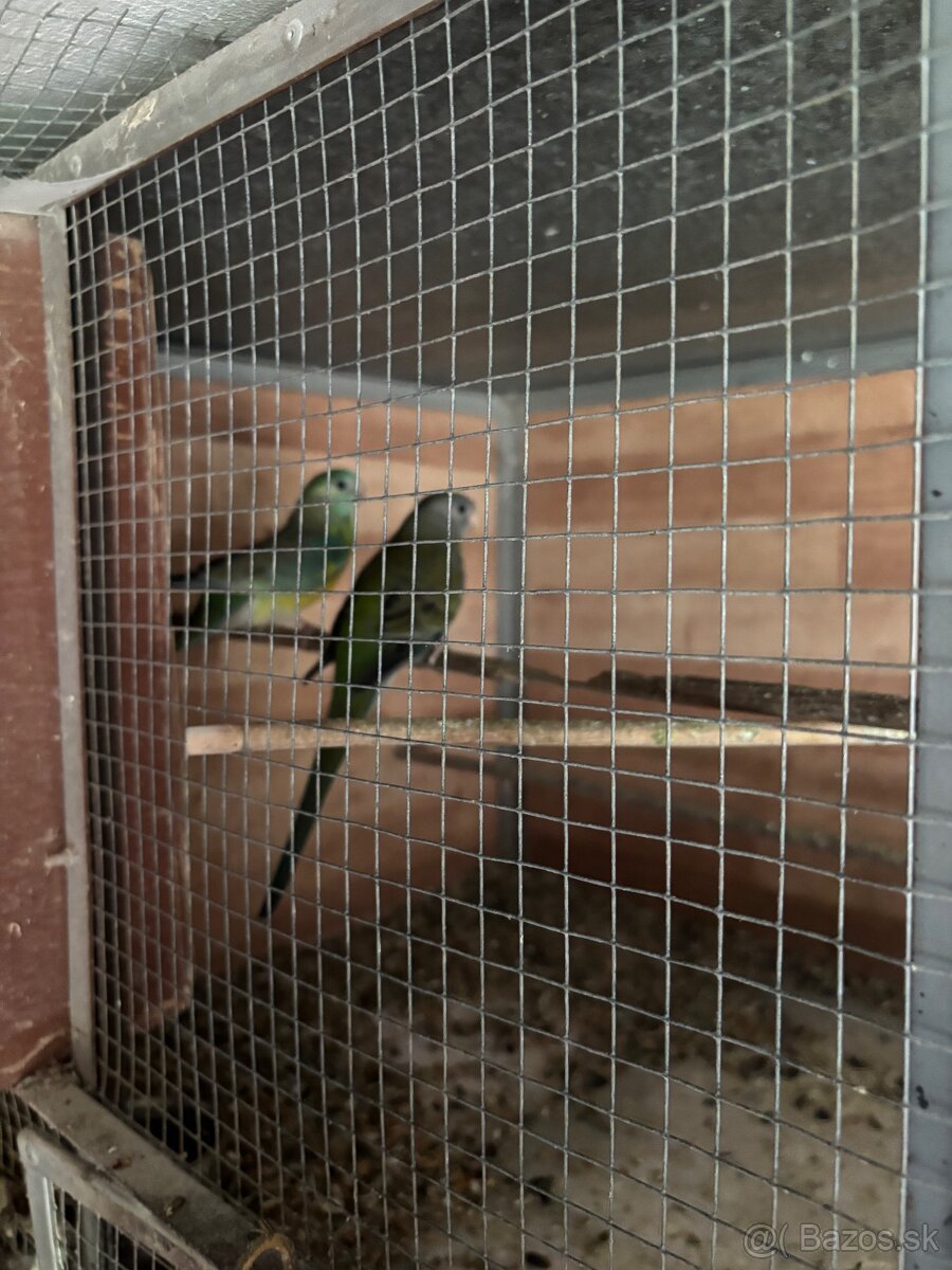 Predám papagaje - 2