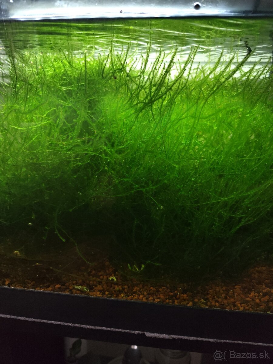 Predám Jevsky mach do akvária. 1l za 6€, krevetky, poter - 2