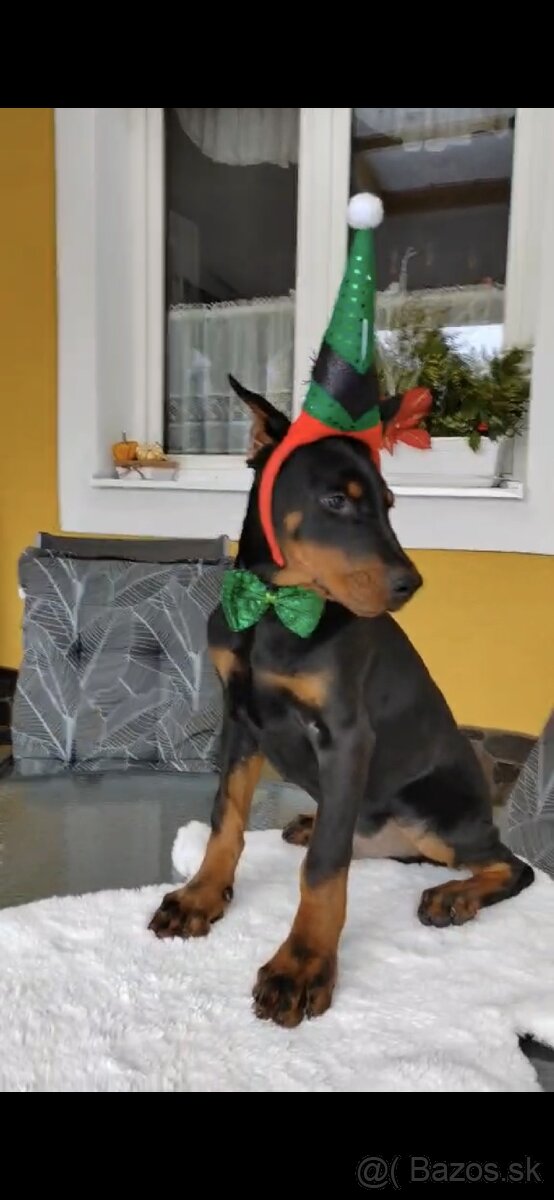 DOBERMAN ŠTENIATKA FCI P.P. - 2