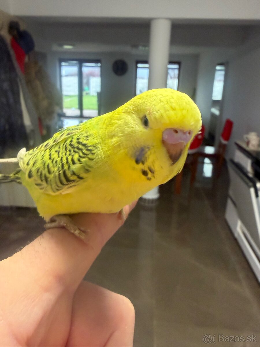 Andulky Maznačikovia krotke - 2