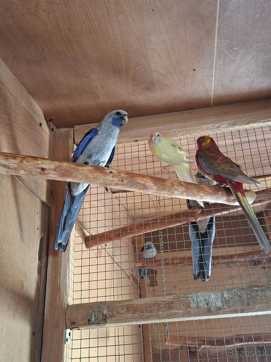 Pár rozela penant - 2