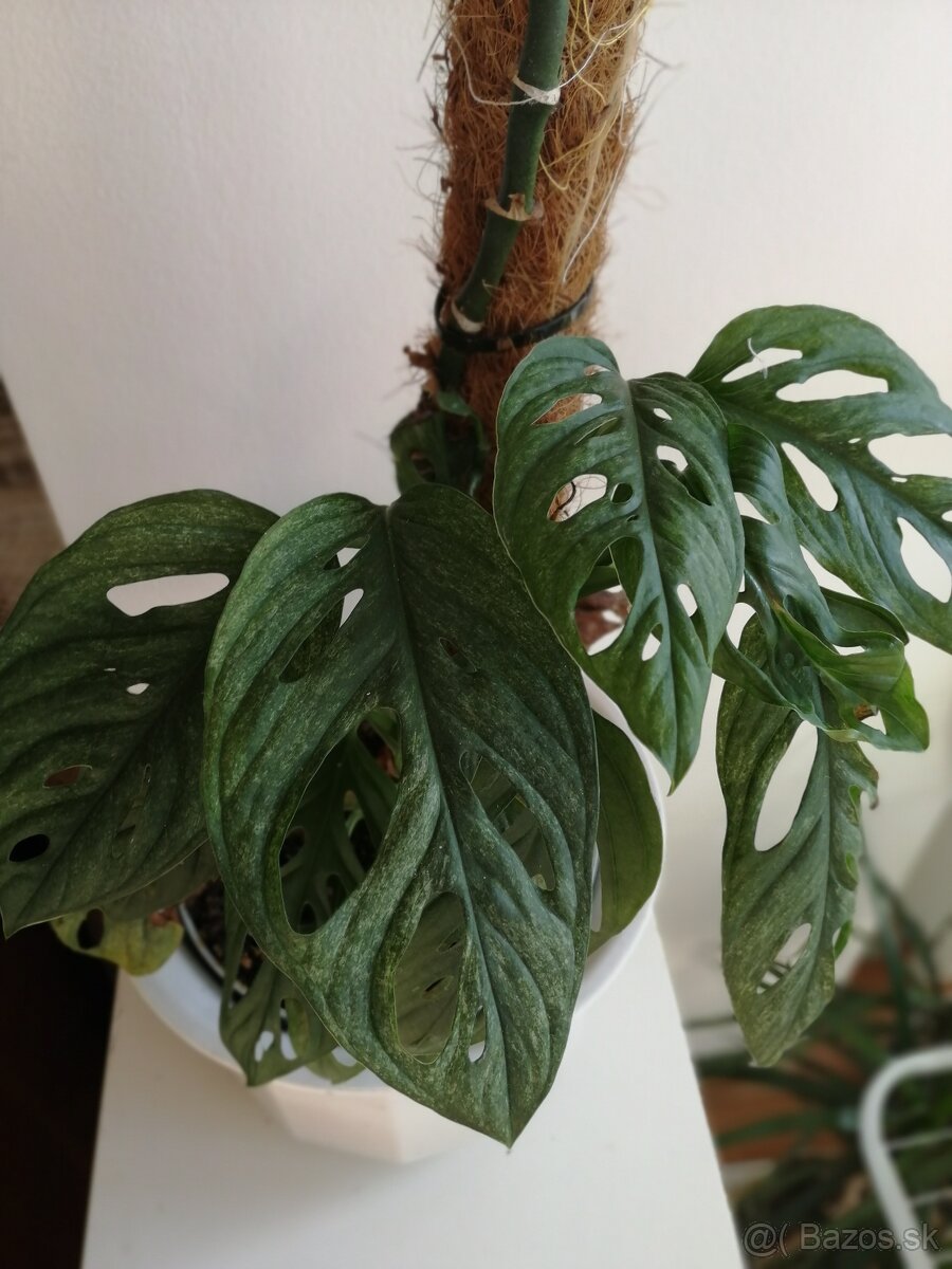 Monstera Adansonii, krasna rastlinka. - 2