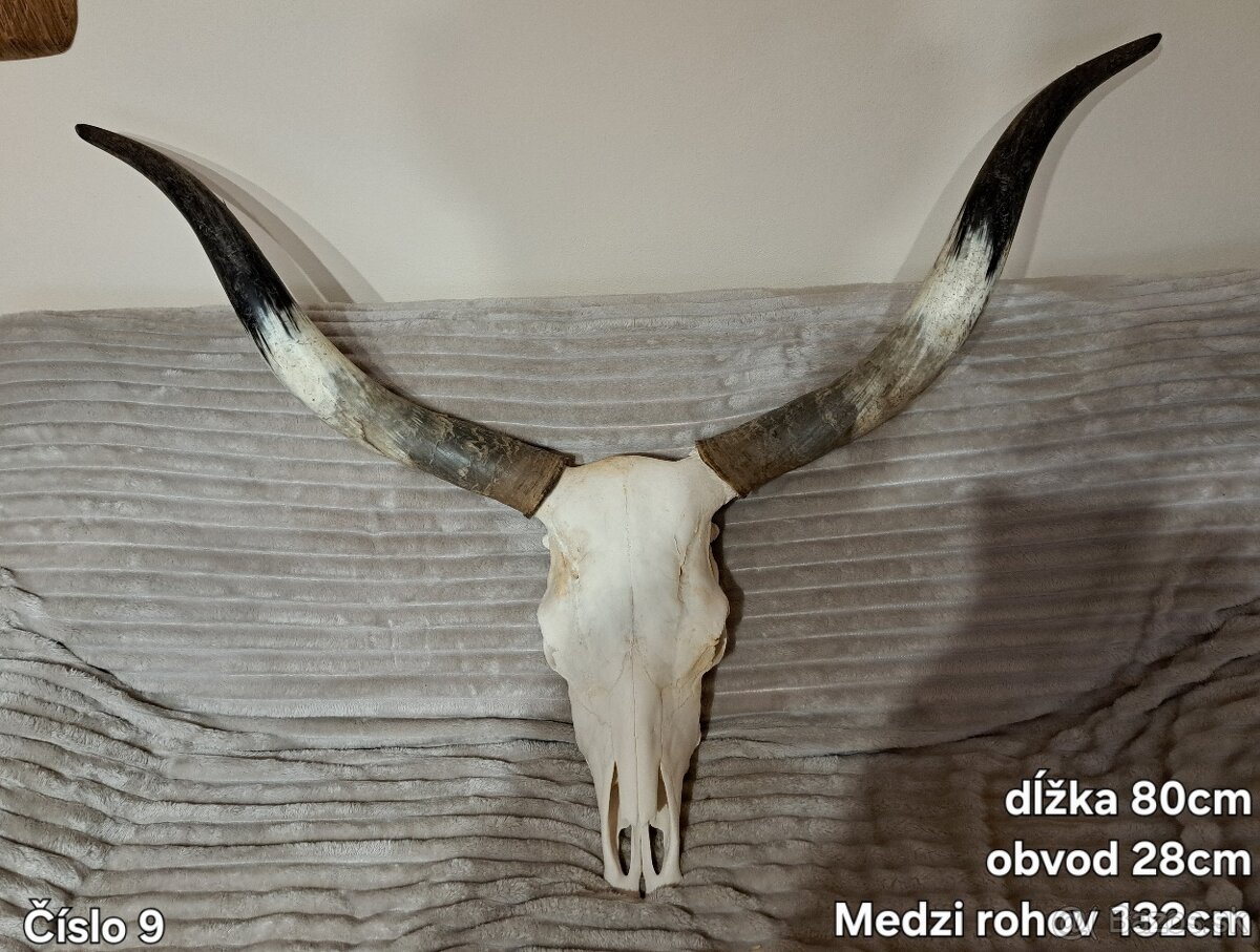 Trofeje, maďarský stepný - 2