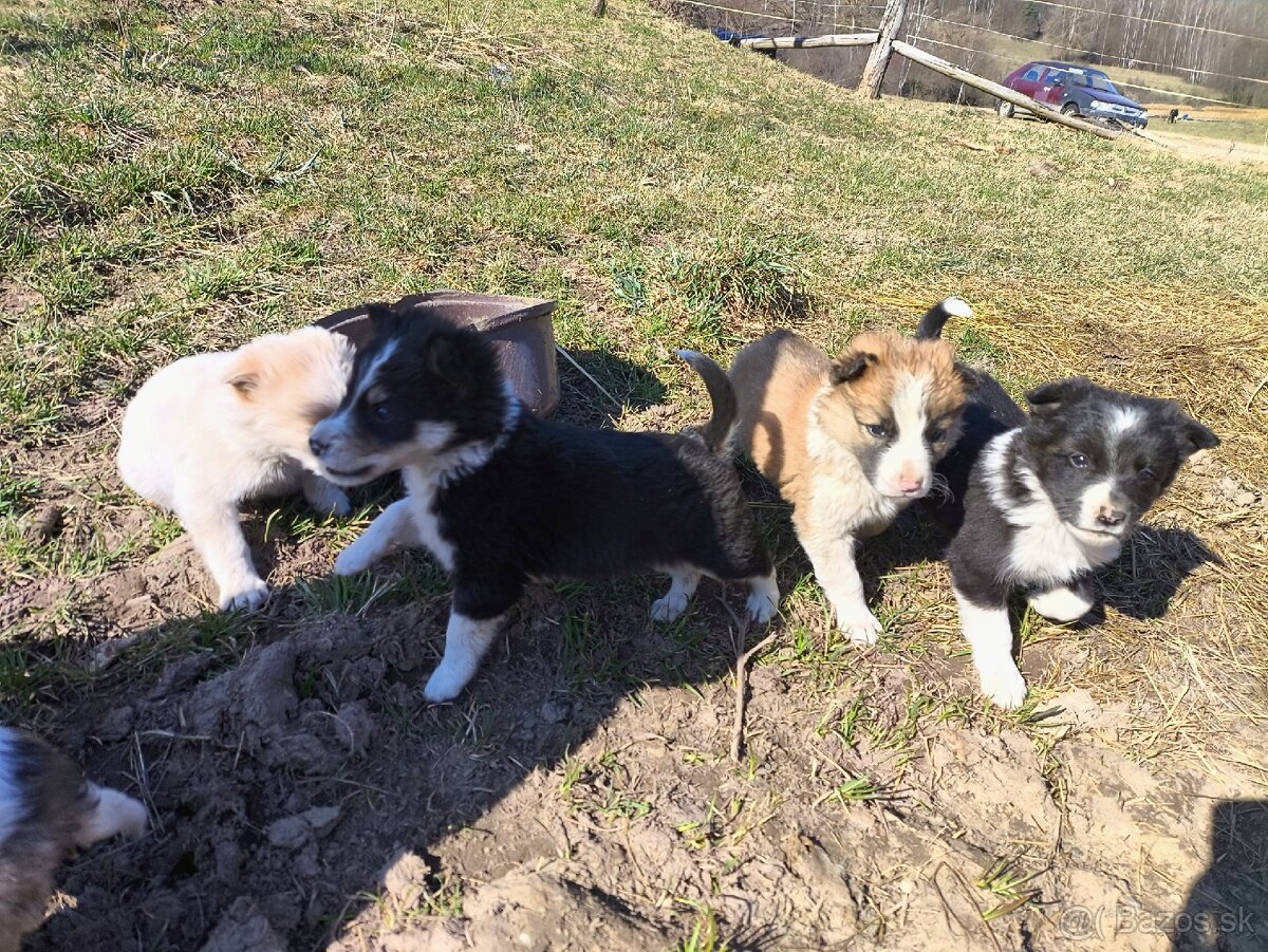 Darujem šteniatka - 2