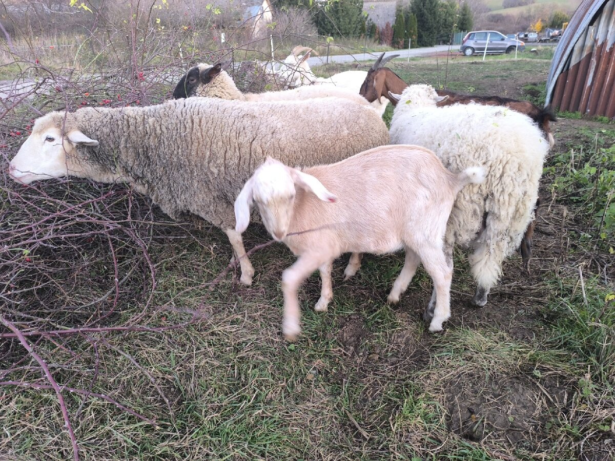 Anglonubijsky capko podielovy,predaj, pripustenie - 2