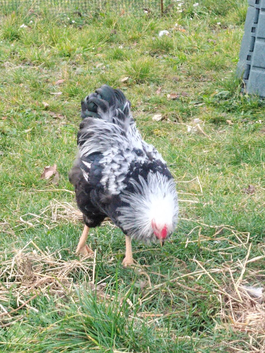 Kohút - wyandotka strieborná zdrobnelá - 2