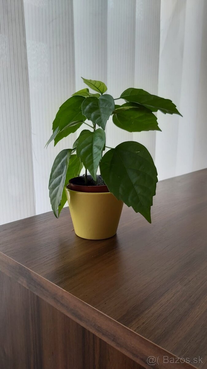 Čínska ruža červenokvetá - 2