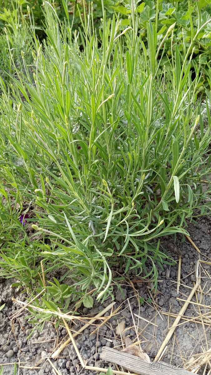 Levanduľa lekárska - sadenice - 2