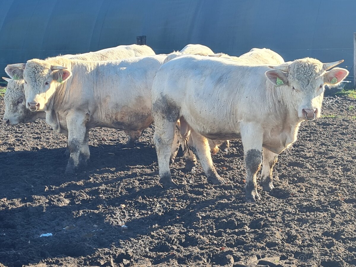 Plemenný býk Charolais - 2
