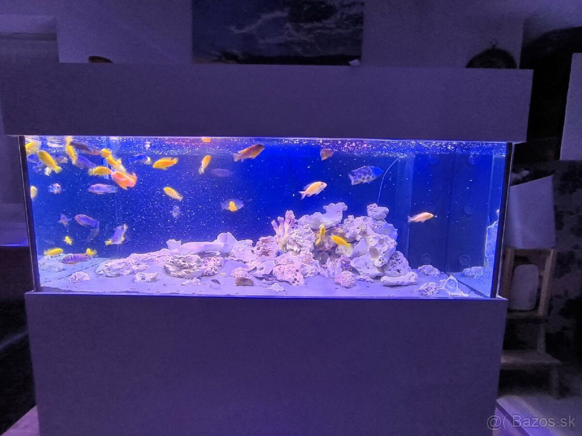 Akvárium 1000L cichlidy - 2