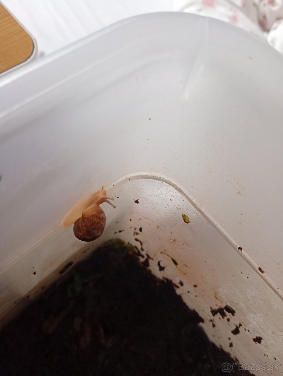 Africké slimaky - 2