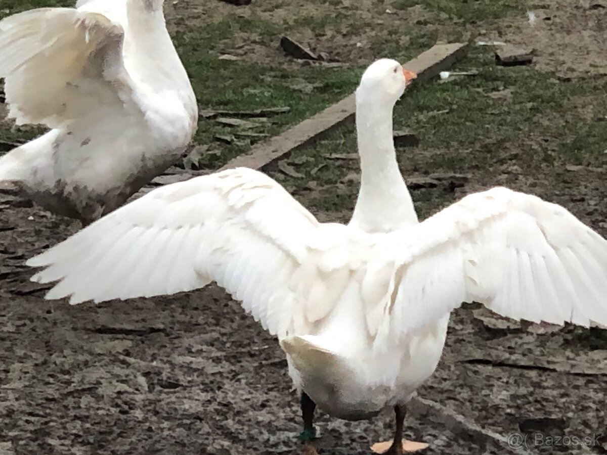 Slovenská biela hus- samec - 2