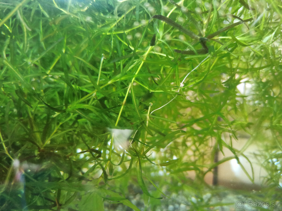 Plávajúce rastliny - 2