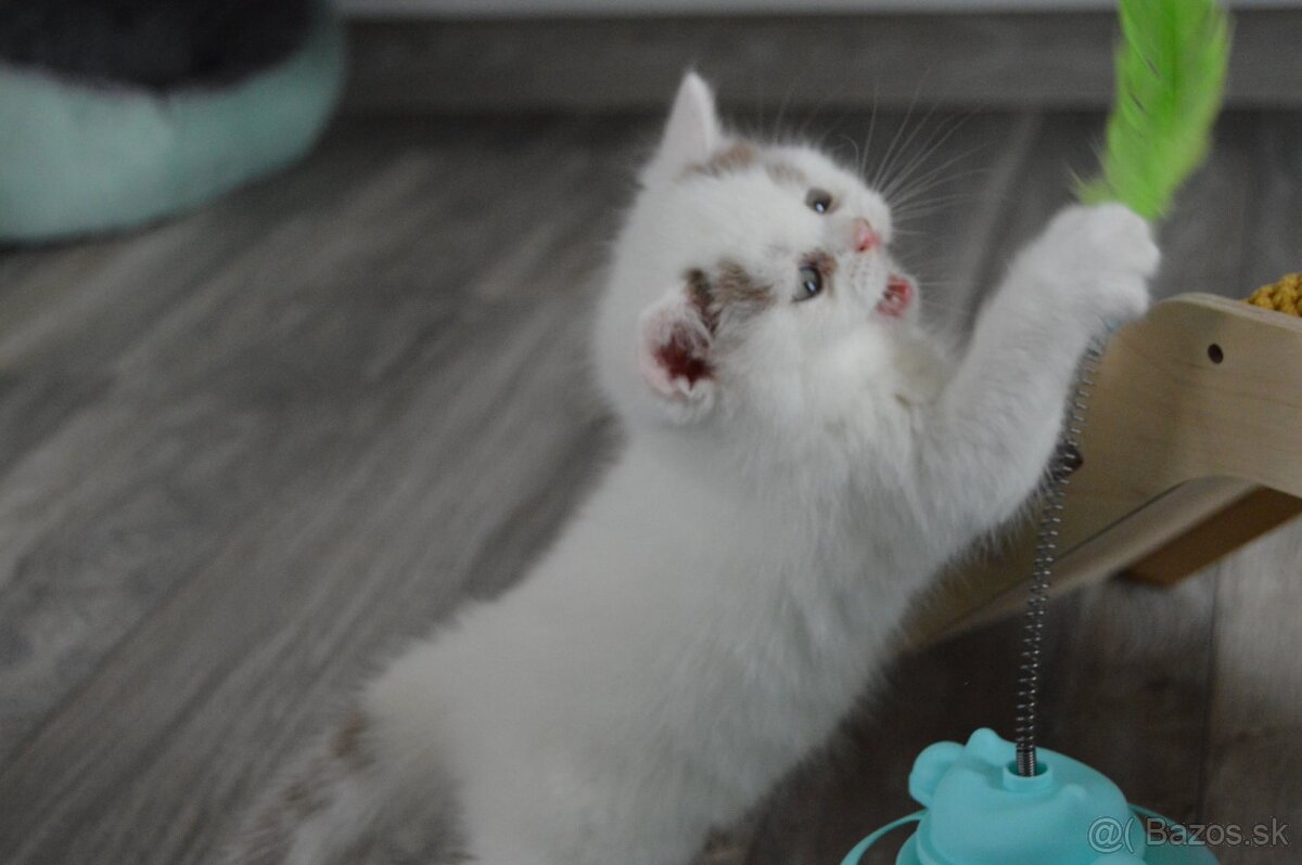 Britský kocúrik s PP - 2