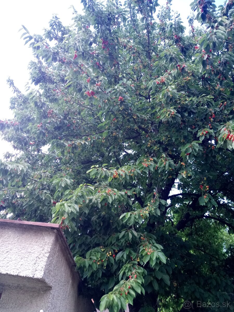 Čerešne - 2